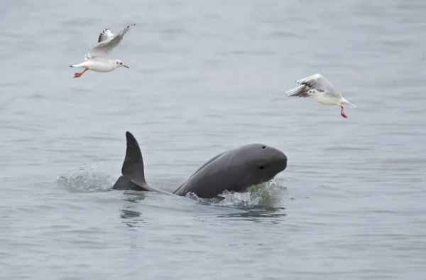 融凯配资 安徽东至：跨区联动护江豚 生态名片耀长江​